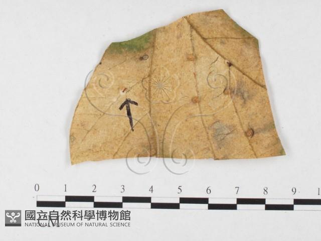 登錄號:F0026782藏品圖，第3張