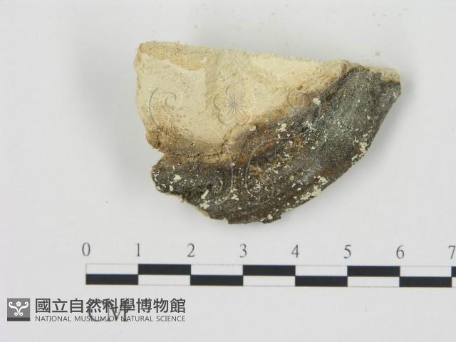 登錄號:F0006782藏品圖，第3張