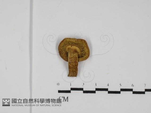 登錄號:F0031782藏品圖，第3張