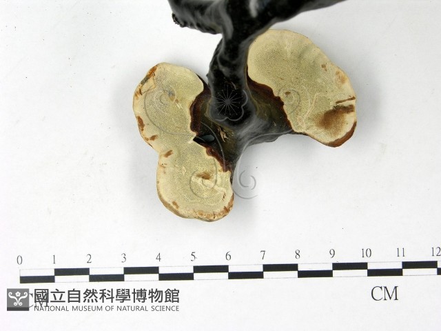 登錄號:F0022782藏品圖，第3張