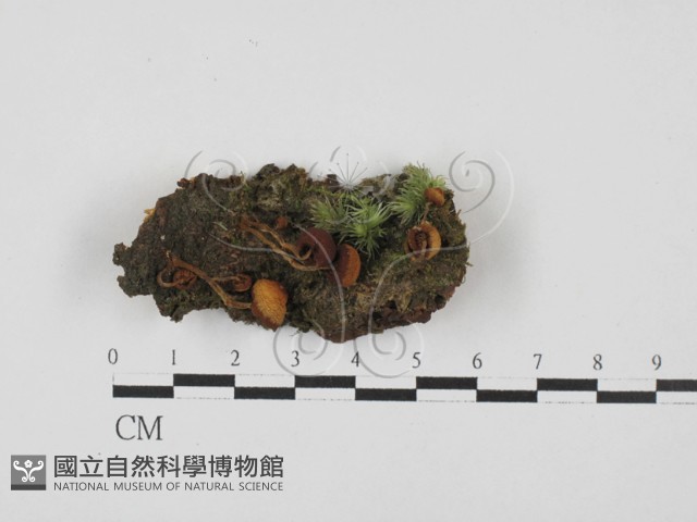 登錄號:F0027782藏品圖，第3張