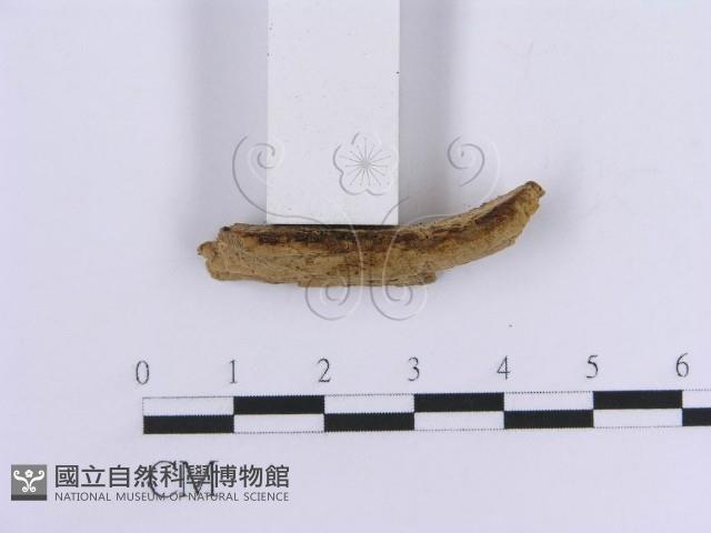 登錄號:F0017782藏品圖，第3張