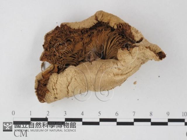 登錄號:F0025782藏品圖，第3張