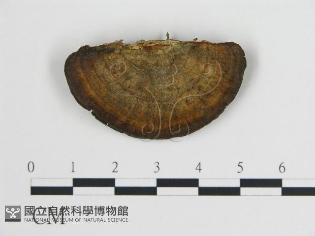 登錄號:F0005782藏品圖，第3張