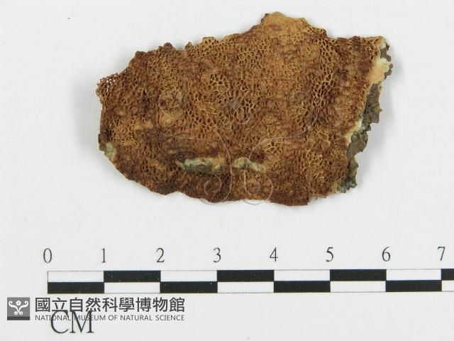登錄號:F0019782藏品圖，第1張