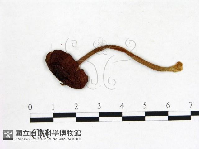 登錄號:F0003782藏品圖，第3張