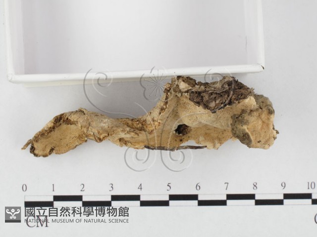多年臥孔菌屬藏品圖，第3張