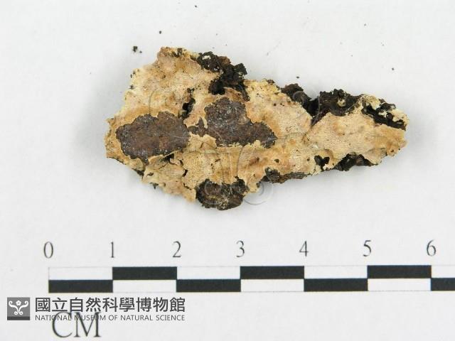 登錄號:F0006582藏品圖，第3張
