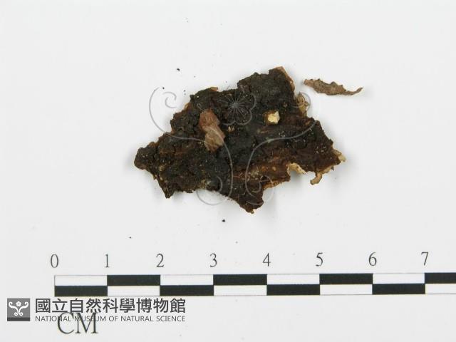 登錄號:F0016582藏品圖，第3張
