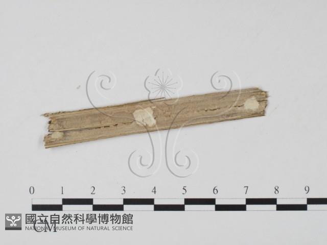 登錄號:F0011582藏品圖，第3張