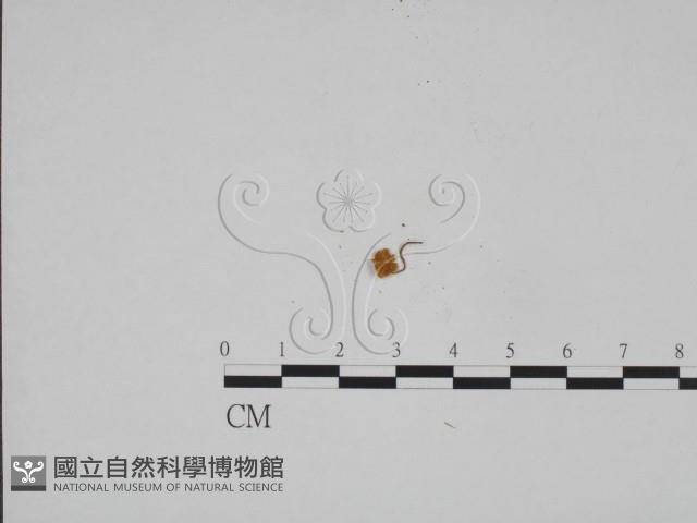 登錄號:F0024582藏品圖，第3張