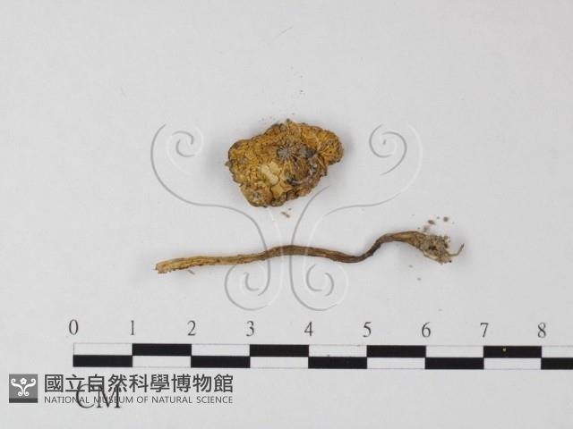 登錄號:F0014582藏品圖，第3張