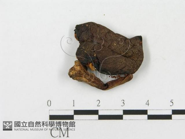 登錄號:F0012582藏品圖，第3張