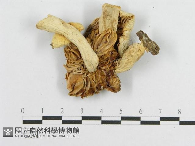 登錄號:F0007582藏品圖，第3張