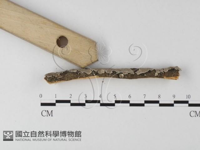 齒耳菌屬藏品圖，第3張