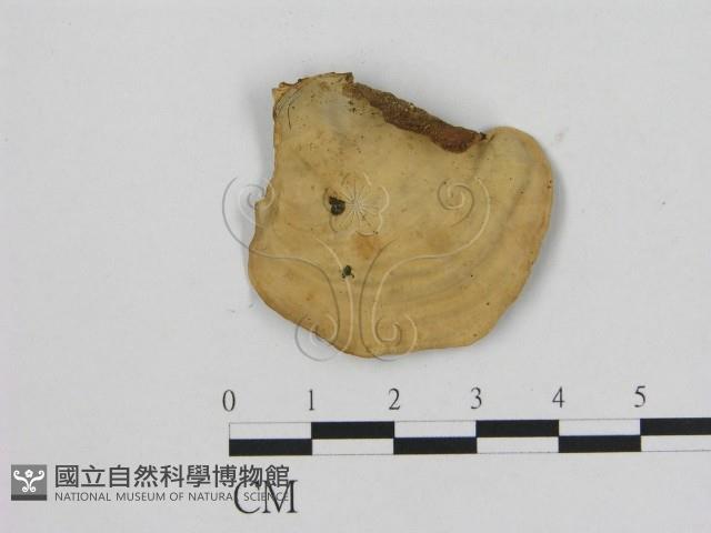 相鄰小孔菌藏品圖，第3張