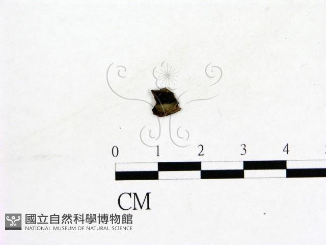 登錄號:F0019582藏品圖，第3張