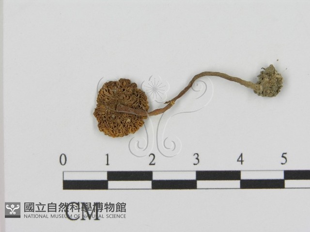 登錄號:F0003582藏品圖，第3張
