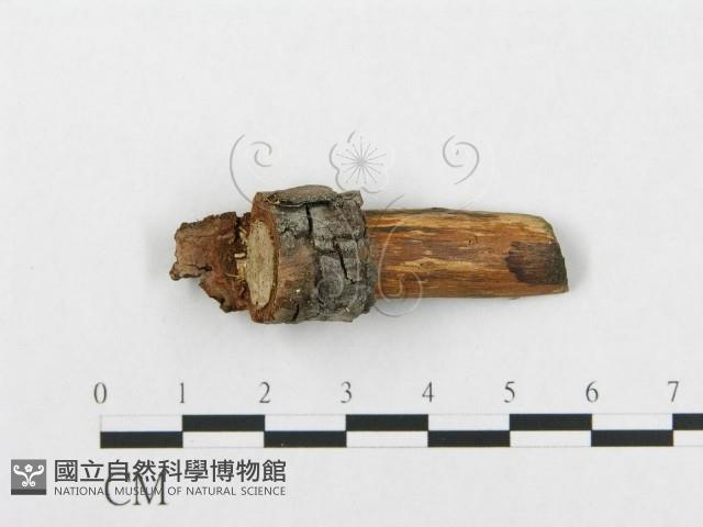 登錄號:F0013582藏品圖，第3張