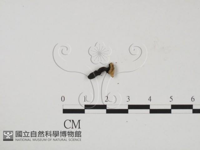 炭角菌屬藏品圖，第3張