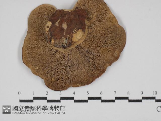 栓菌屬藏品圖，第3張