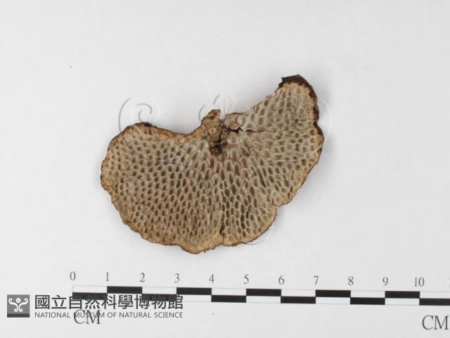 登錄號:F0026182藏品圖，第1張