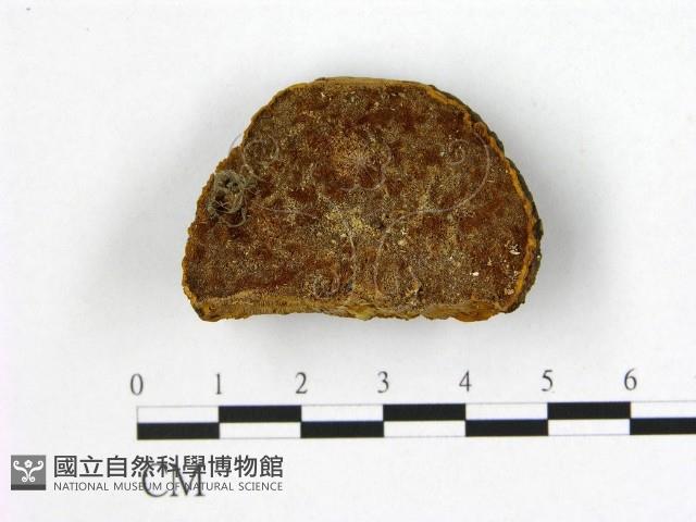 登錄號:F0006182藏品圖，第3張