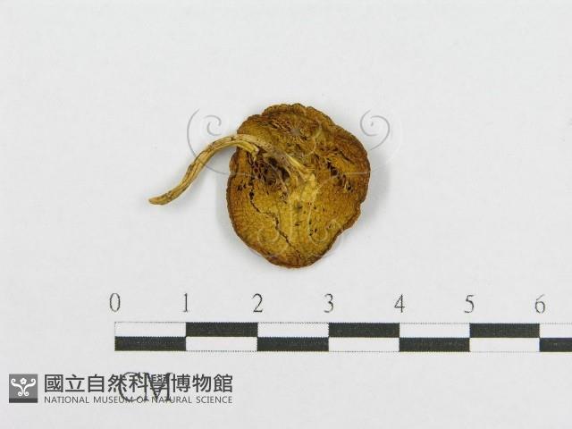 登錄號:F0016182藏品圖，第3張