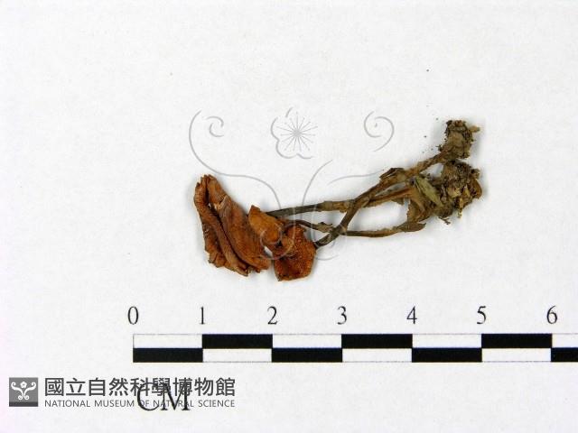 微皮傘屬藏品圖，第3張