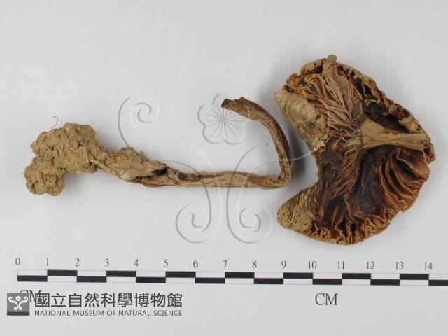 鵝膏屬藏品圖，第3張