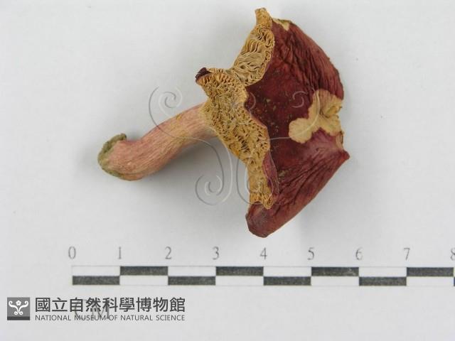 紅菇屬藏品圖，第3張