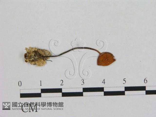 小皮傘屬藏品圖，第3張