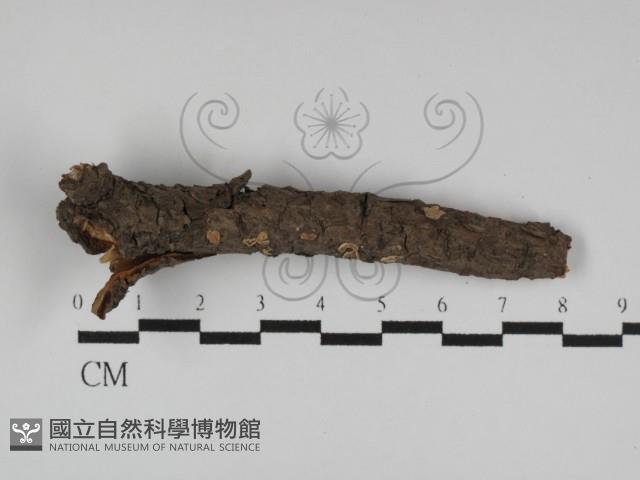 登錄號:F0027182藏品圖，第3張