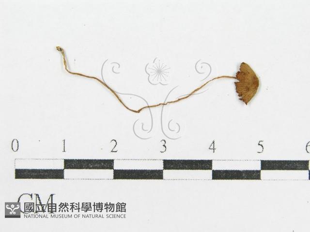 登錄號:F0005182藏品圖，第3張