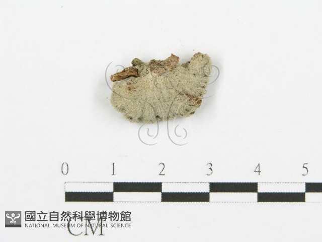 登錄號:F0015182藏品圖，第3張
