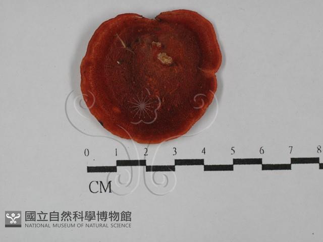 登錄號:F0029182藏品圖，第3張