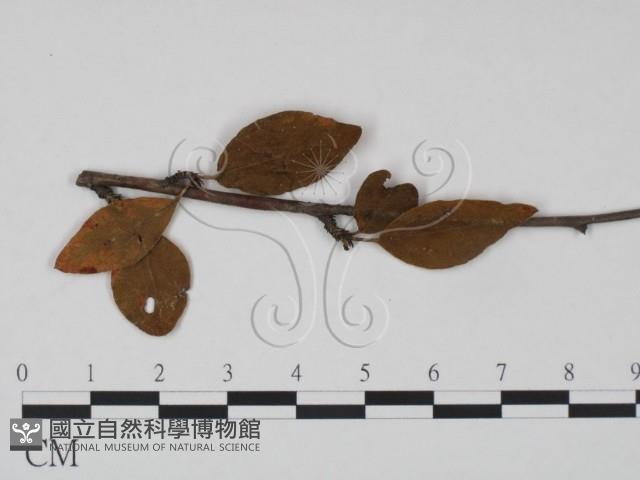 登錄號:F0019182藏品圖，第3張