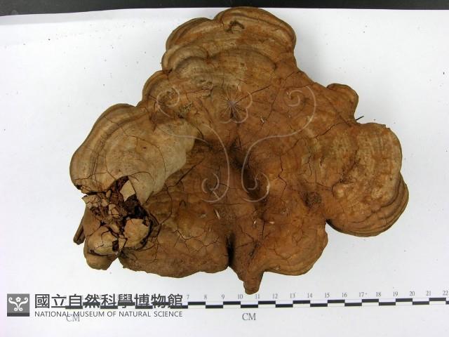 登錄號:F0023182藏品圖，第3張