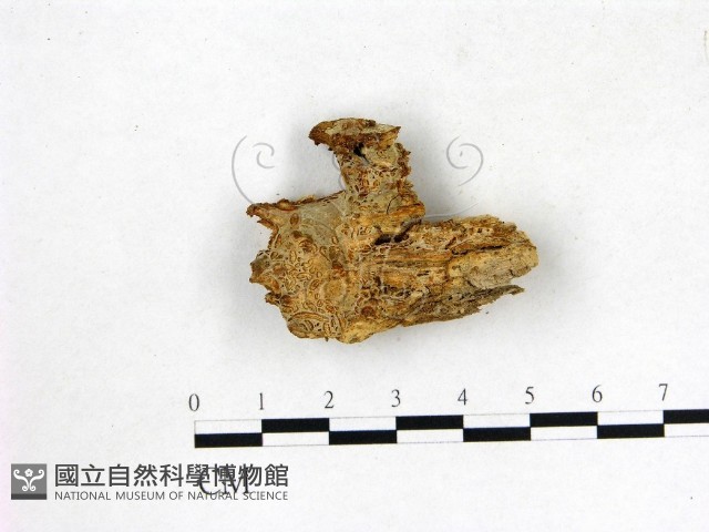 登錄號:F0003182藏品圖，第1張