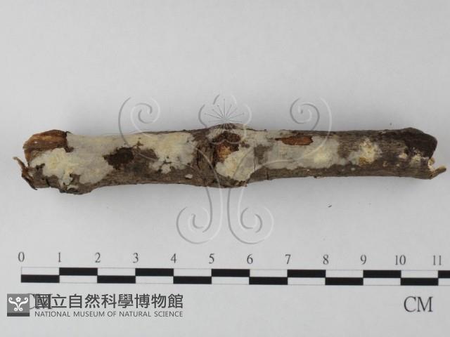 登錄號:F0020082藏品圖，第3張