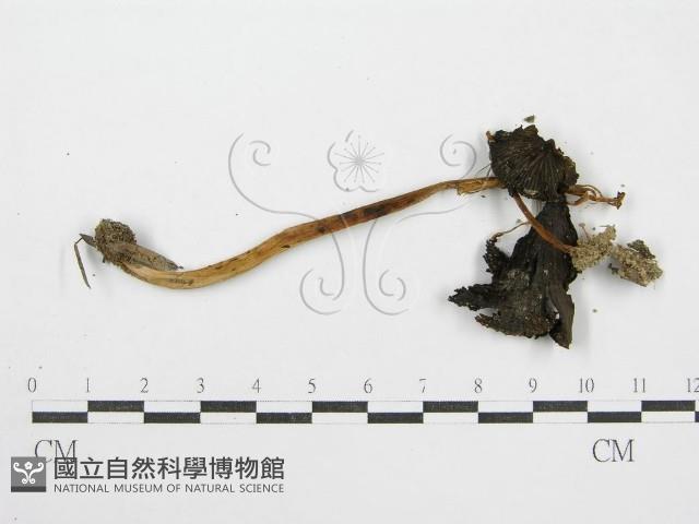 鬼傘屬藏品圖，第3張