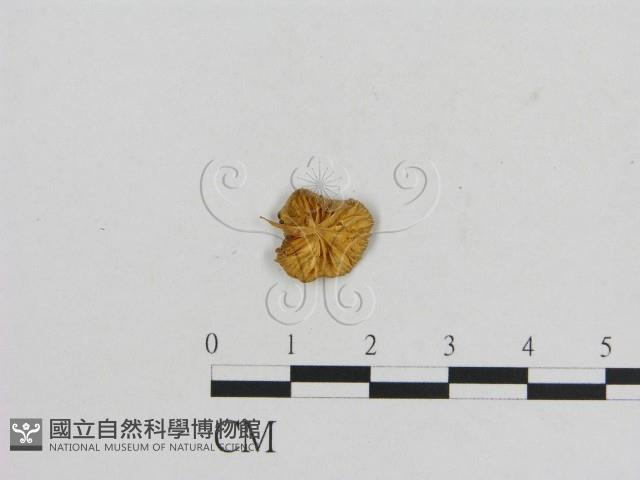 小菇屬藏品圖，第3張
