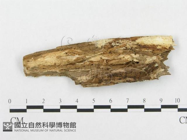 登錄號:F0014082藏品圖，第3張
