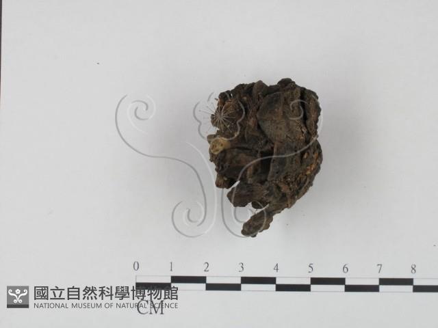 登錄號:F0002082藏品圖，第3張