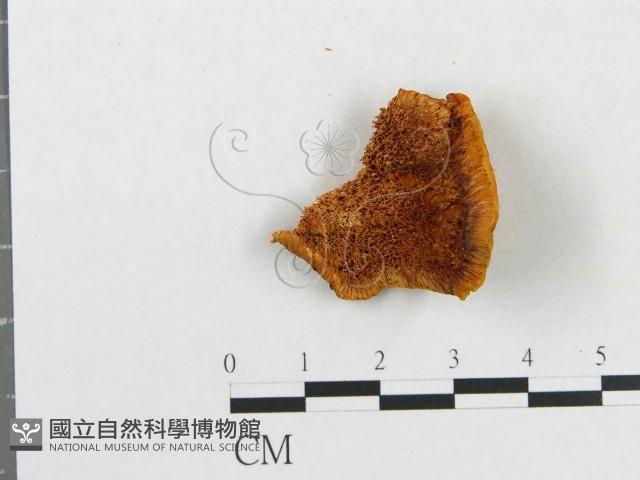 登錄號:F0007082藏品圖，第3張