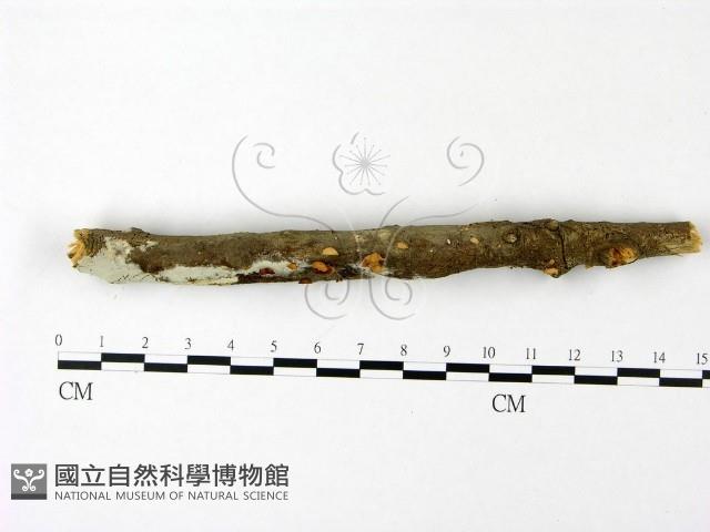 登錄號:F0023082藏品圖，第3張