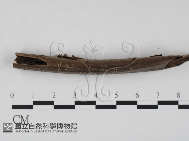 登錄號:F0003082藏品圖，第3張