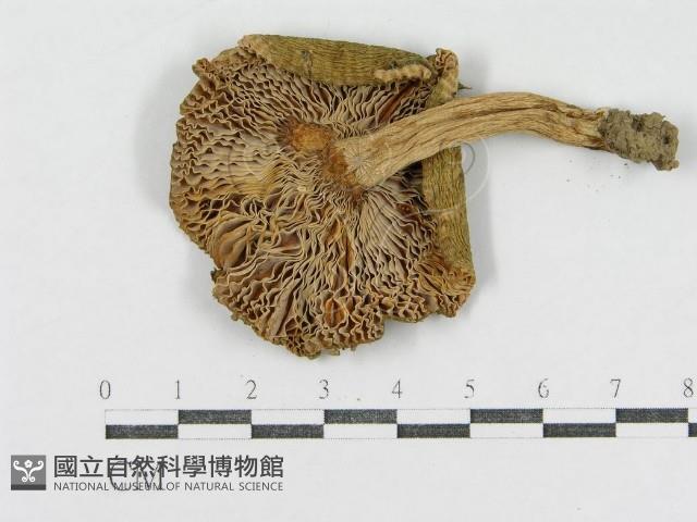 登錄號:F0013082藏品圖，第3張