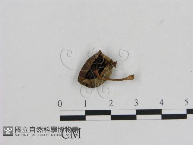 小菇屬藏品圖，第3張