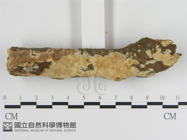 登錄號:F0020382藏品圖，第3張